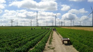 Feld mit Erdbeeren