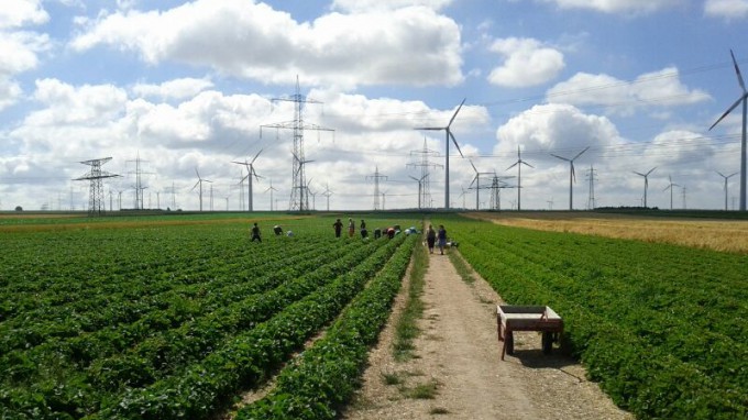 Feld mit Erdbeeren