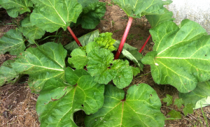 rhubarb